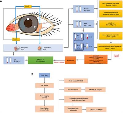 Comprehensive Analysis of the Transcriptome-Wide m6A Methylome in Pterygium by MeRIP Sequencing